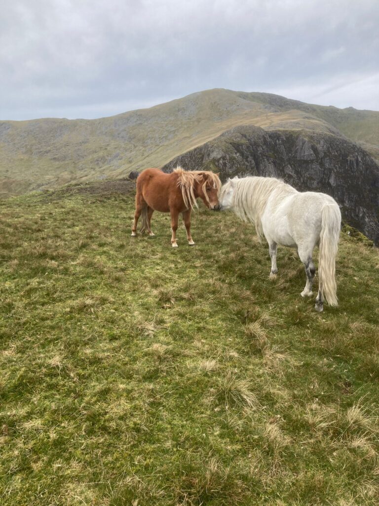 Carneddau Walking meet 1